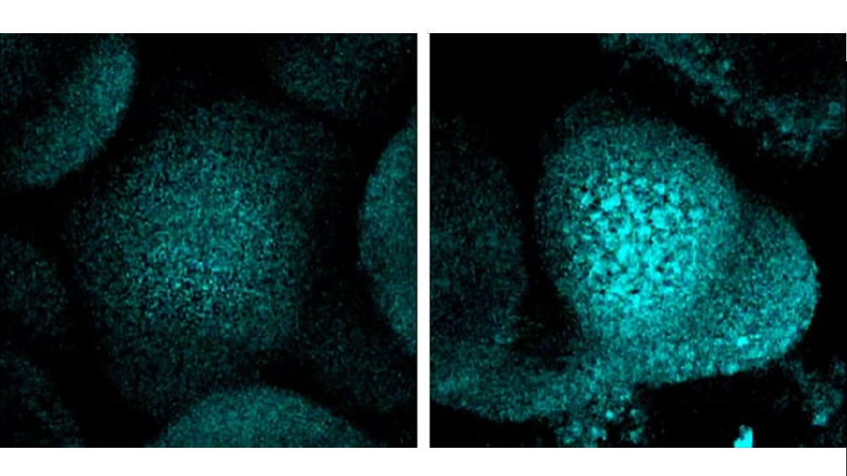 Científicos del CSIC descubren que las plantas dejan de crecer en sequía para proteger su ADN